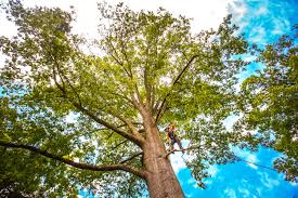 Best Tree Preservation Services  in Jefferson, GA