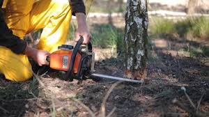 Trusted Jefferson, GA Tree Services Experts