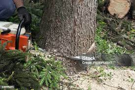Best Tree Trimming and Pruning  in Jefferson, GA