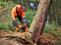 Best Fruit Tree Pruning  in Jefferson, GA