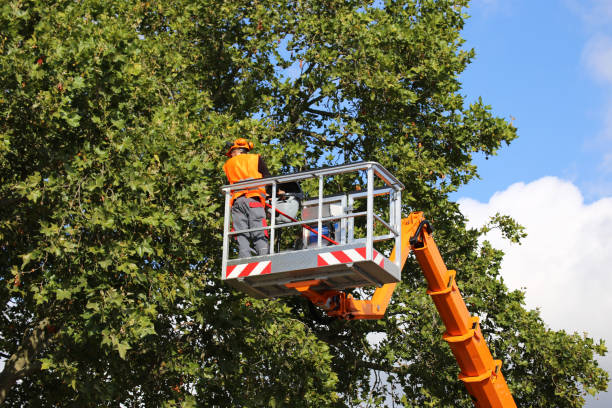 How Our Tree Care Process Works  in  Jefferson, GA