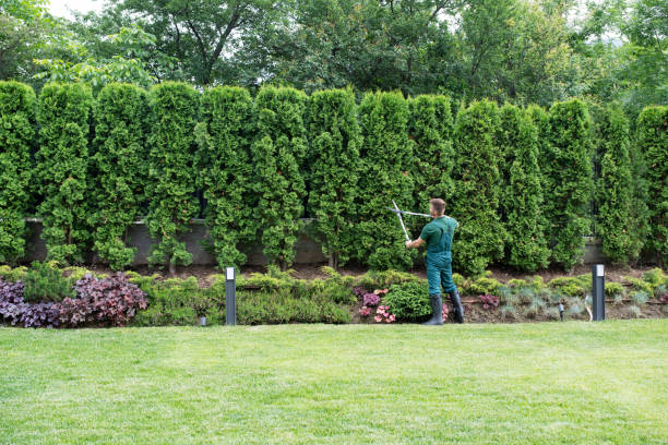 Best Tree Risk Assessment  in Jefferson, GA