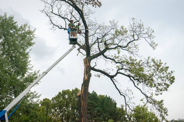 Best Root Management and Removal  in Jefferson, GA