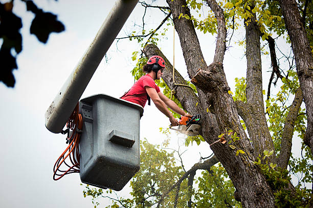 Best Tree and Shrub Care  in Jefferson, GA