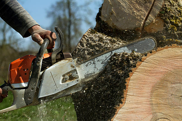 Best Storm Damage Tree Cleanup  in Jefferson, GA